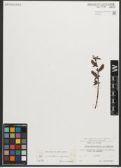 Foto von Salix myrtilloides L. x Salix nigricans Sm.